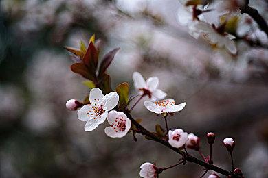 《暗黑血统》新作公布 首个预告片展示焦灼议会